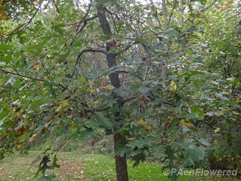 Young tree