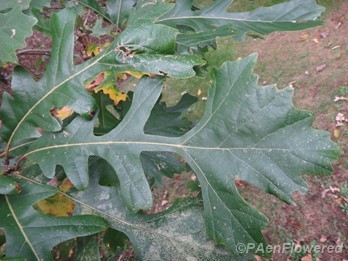 Leaf