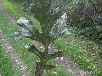 Leaf