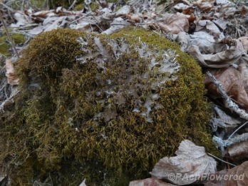 Growing on a mossy rock