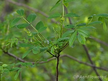 Tree in early flower