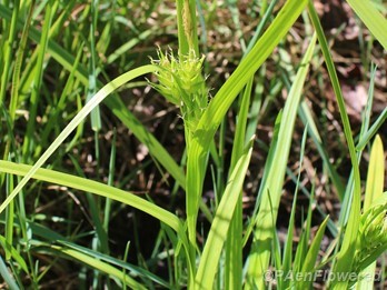 Plant with spikelets