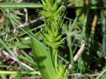 Plant with spikelets