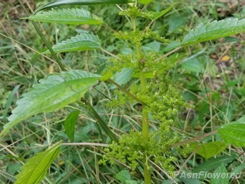 Plant form & habitat