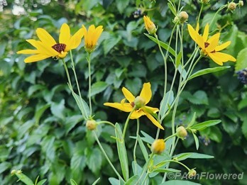 Plants in flower