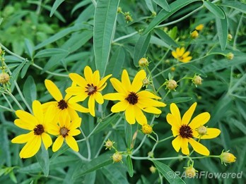 Flowers and leaves