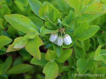 Lowbush blueberry