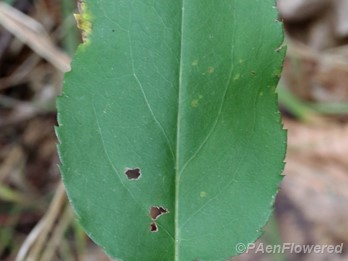 Mid-cauline leaf