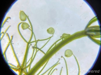 Purple bladderwort