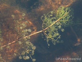 Submerged leaves and bladders