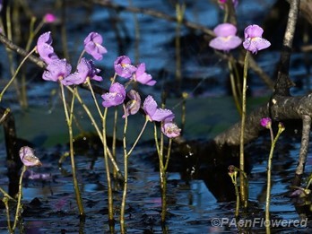 Purple Bladderwort