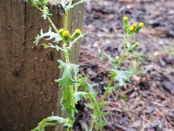 Plant form & habitat