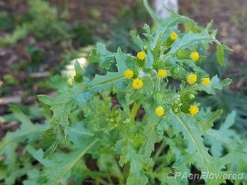 Flowers with leaves