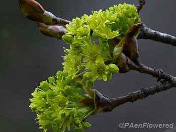 Flowering branch