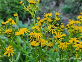 Roundleaf Ragwort