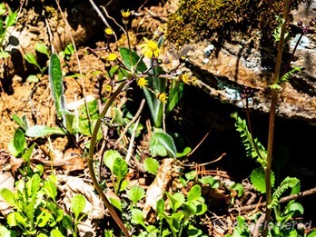 Plant in flower