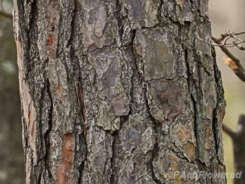 Mature bark