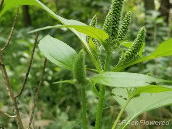 Great ragweed