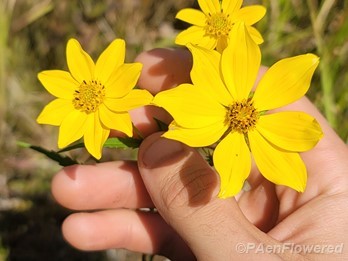 Plant in flower