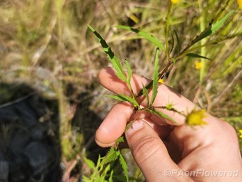 Foliage
