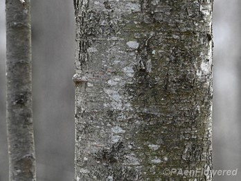 Immature bark in winter
