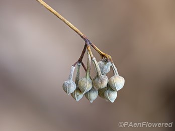 Fruit