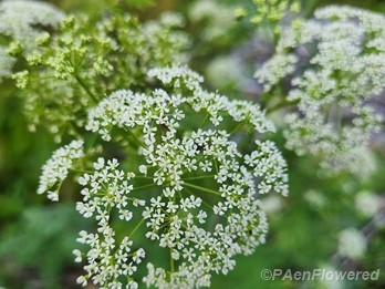 Inflorescence