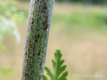 Stem