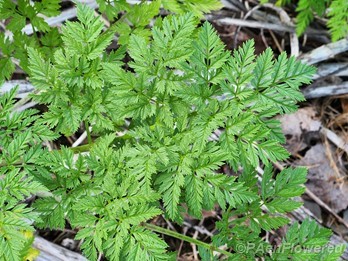 Compound leaves