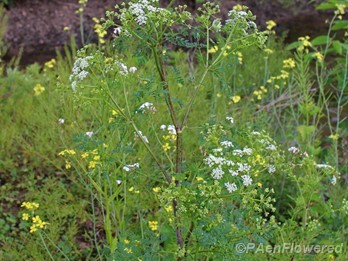 Plant in flower