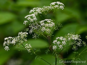 Plant in flower