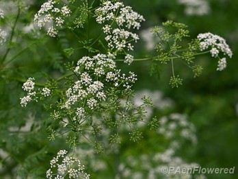 Plant in flower