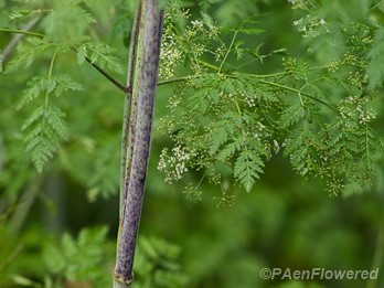 Stem with branches