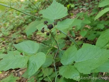Leaves and berries