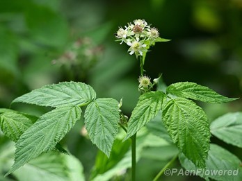 Plant in flower