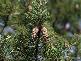 Needles and young seed cones