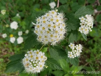 Ninebark snowcaps