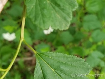 Leaf shapes