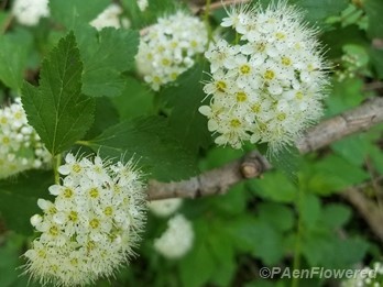 Leaves and inflorescences