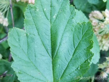 Ninebark leaf
