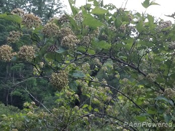 Forming fruits