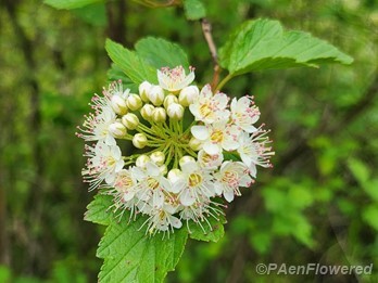 Inflorescence