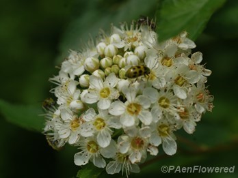 Ladybug visiting