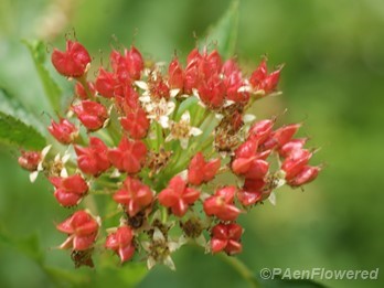 Forming fruits