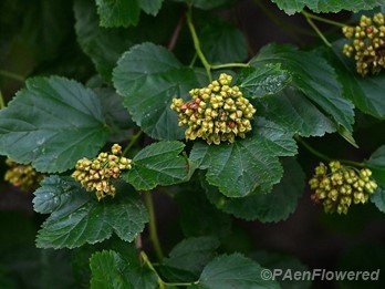 Plant in early fruit
