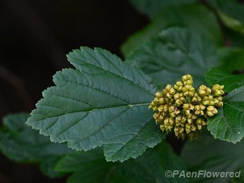 Plant in early fruit