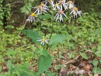 Wavyleaf aster