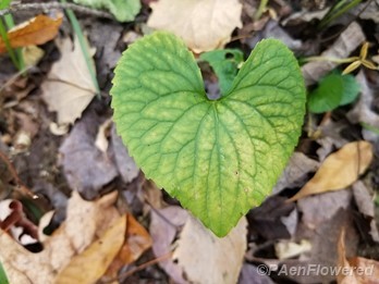 Viola leaf