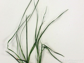 Culms with spikelets