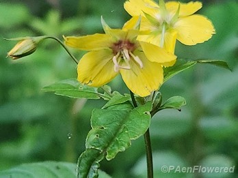 Fringed Loosestrife